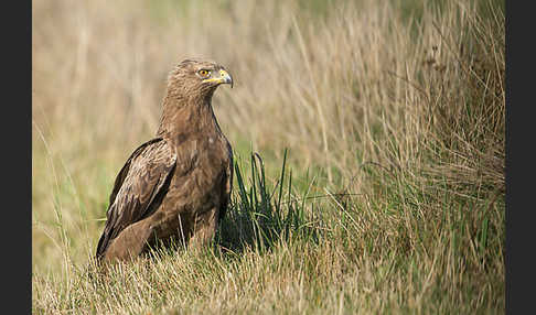 Schreiadler (Aquila pomarina)