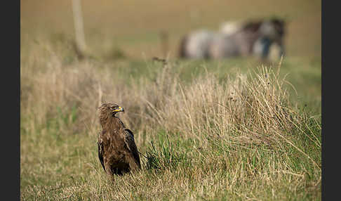 Schreiadler (Aquila pomarina)