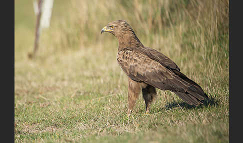 Schreiadler (Aquila pomarina)