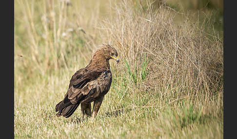 Schreiadler (Aquila pomarina)