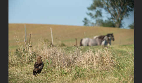 Schreiadler (Aquila pomarina)