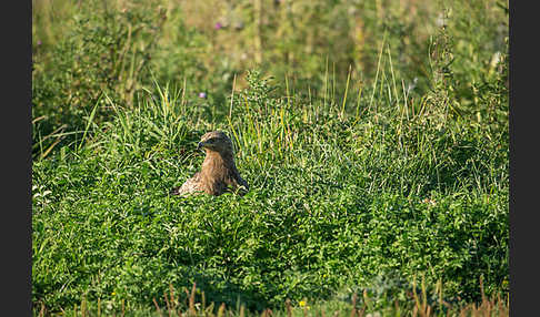 Schreiadler (Aquila pomarina)