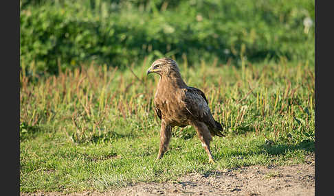 Schreiadler (Aquila pomarina)