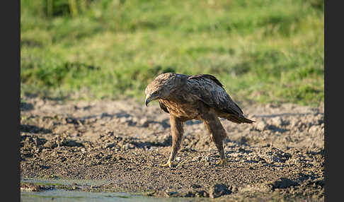 Schreiadler (Aquila pomarina)