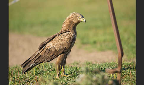 Schreiadler (Aquila pomarina)