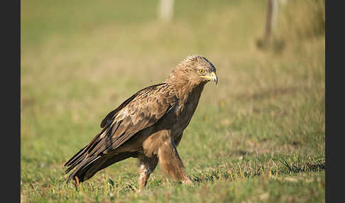 Schreiadler (Aquila pomarina)