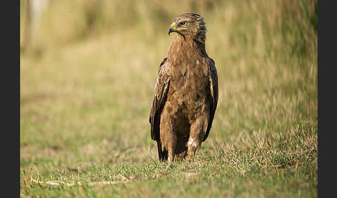 Schreiadler (Aquila pomarina)