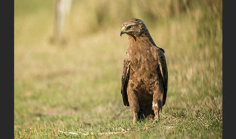 Schreiadler (Aquila pomarina)