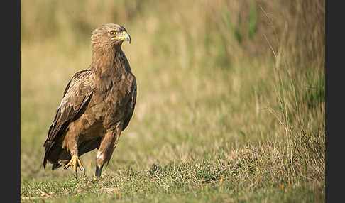 Schreiadler (Aquila pomarina)