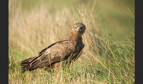 Schreiadler (Aquila pomarina)