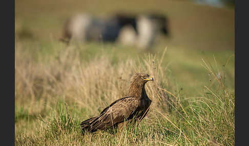 Schreiadler (Aquila pomarina)