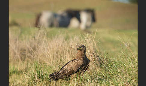 Schreiadler (Aquila pomarina)