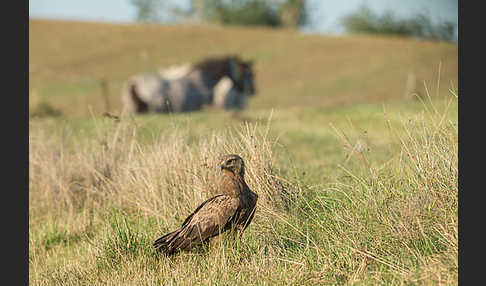 Schreiadler (Aquila pomarina)