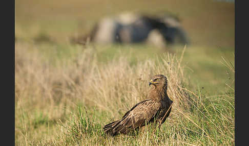 Schreiadler (Aquila pomarina)