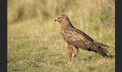 Schreiadler (Aquila pomarina)