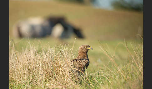 Schreiadler (Aquila pomarina)