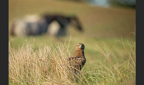 Schreiadler (Aquila pomarina)