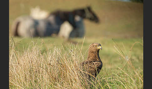 Schreiadler (Aquila pomarina)