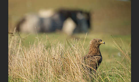 Schreiadler (Aquila pomarina)