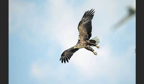 Seeadler (Haliaeetus albicilla)