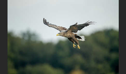 Seeadler (Haliaeetus albicilla)