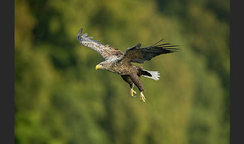 Seeadler (Haliaeetus albicilla)