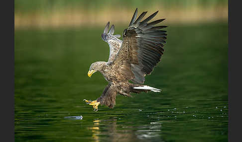 Seeadler (Haliaeetus albicilla)