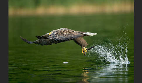 Seeadler (Haliaeetus albicilla)