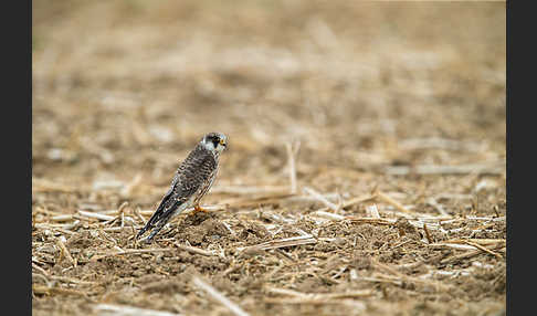 Rotfußfalke (Falco vespertinus)