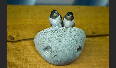 Rauchschwalbe (Hirundo rustica)