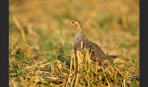 Rebhuhn (Perdix perdix)