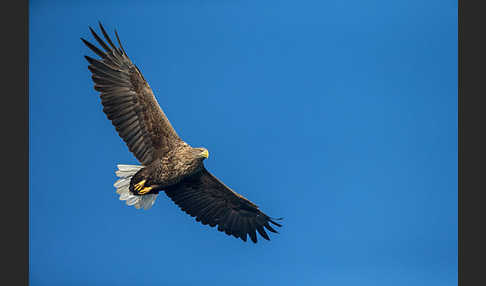 Seeadler (Haliaeetus albicilla)