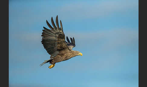 Seeadler (Haliaeetus albicilla)