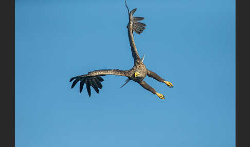 Seeadler (Haliaeetus albicilla)