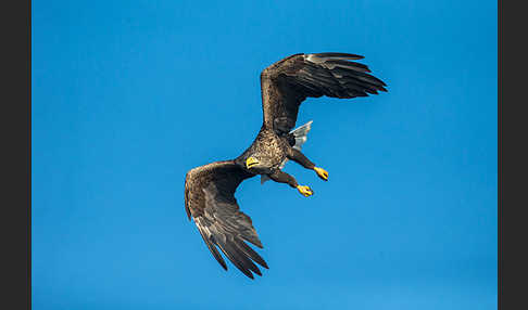 Seeadler (Haliaeetus albicilla)