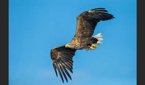 Seeadler (Haliaeetus albicilla)