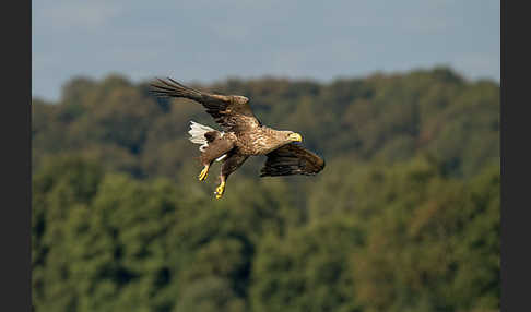 Seeadler (Haliaeetus albicilla)