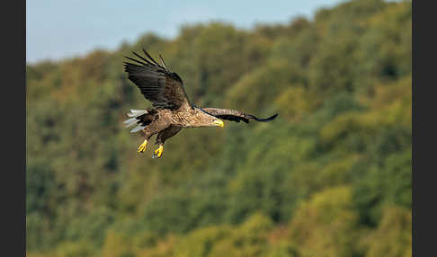 Seeadler (Haliaeetus albicilla)