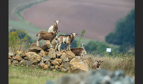 Hausziege (Capra aegagrus hircus)