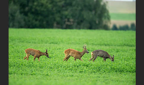 Rehwild (Capreolus capreolus)