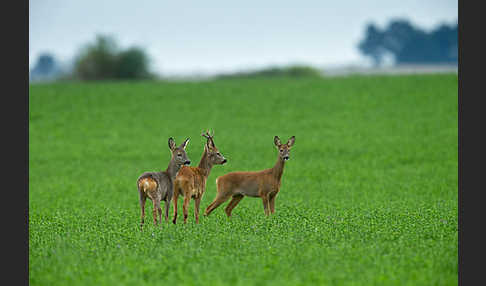 Rehwild (Capreolus capreolus)