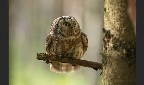 Rauhfußkauz (Aegolius funereus)