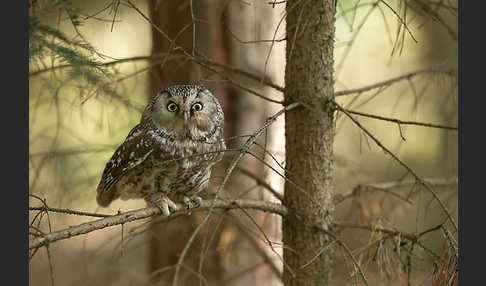 Rauhfußkauz (Aegolius funereus)