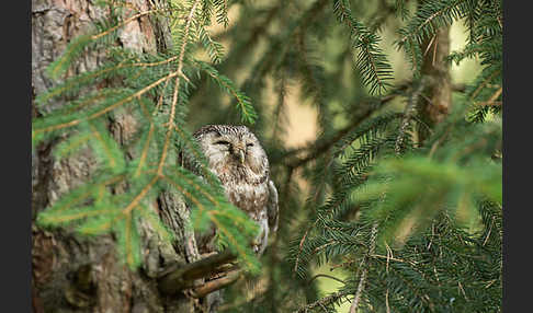 Rauhfußkauz (Aegolius funereus)