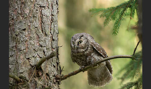 Rauhfußkauz (Aegolius funereus)