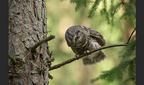 Rauhfußkauz (Aegolius funereus)