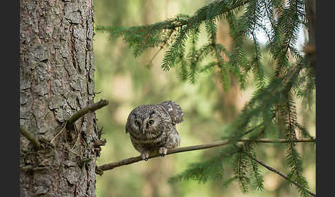 Rauhfußkauz (Aegolius funereus)