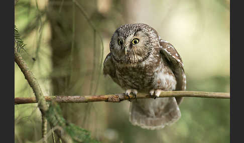 Rauhfußkauz (Aegolius funereus)