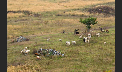 Hausschaf (Ovis gmelini aries)