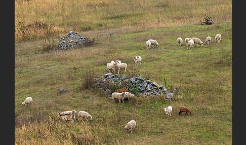 Hausschaf (Ovis gmelini aries)